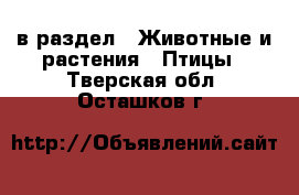  в раздел : Животные и растения » Птицы . Тверская обл.,Осташков г.